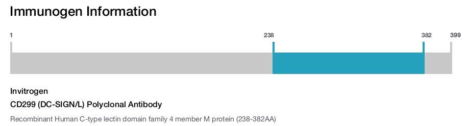 CD299 (DC-SIGN/L) Polyclonal Antibody