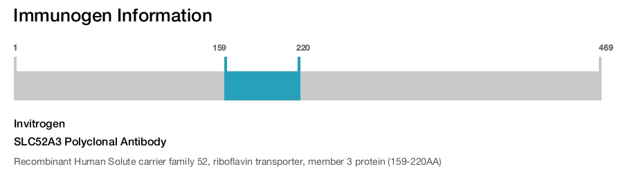 SLC52A3 Polyclonal Antibody