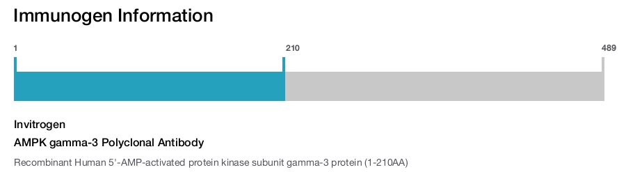 AMPK gamma-3 Polyclonal Antibody