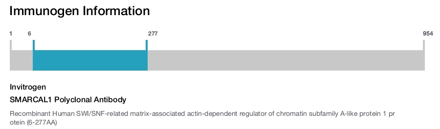 SMARCAL1 Polyclonal Antibody