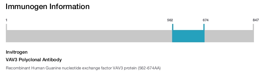 VAV3 Polyclonal Antibody