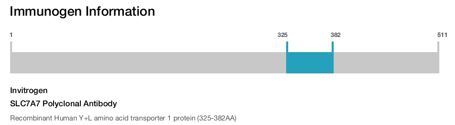 SLC7A7 Polyclonal Antibody