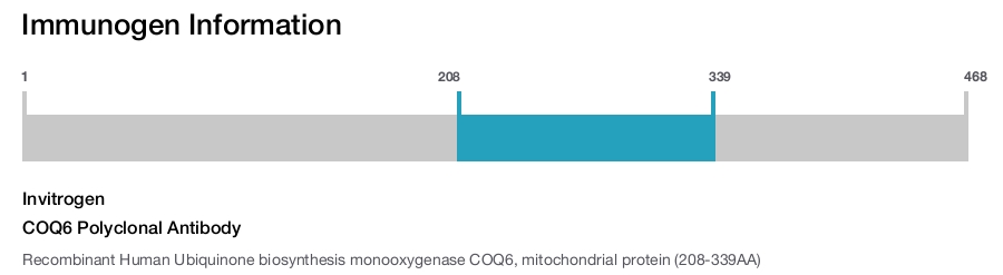 COQ6 Polyclonal Antibody