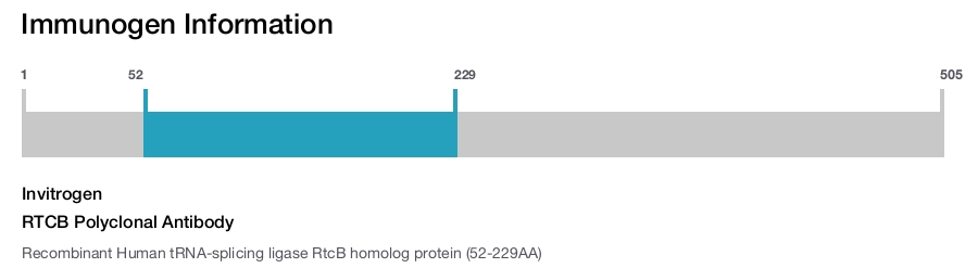 RTCB Polyclonal Antibody