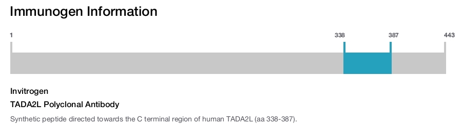 TADA2L Polyclonal Antibody