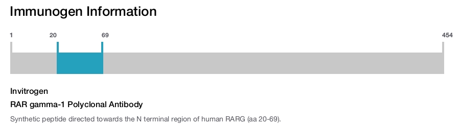 RAR gamma-1 Polyclonal Antibody