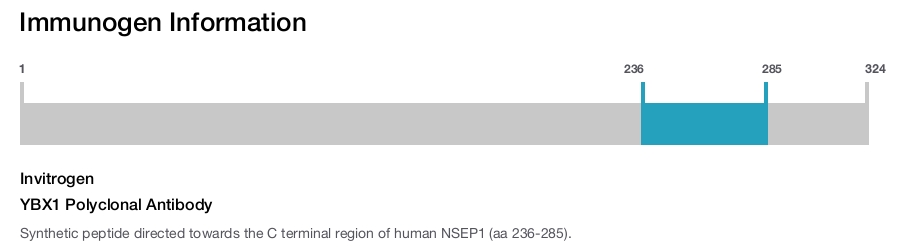 YBX1 Polyclonal Antibody