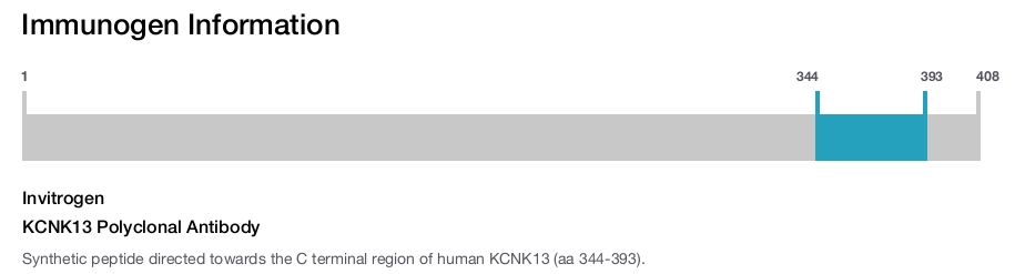 KCNK13 Polyclonal Antibody