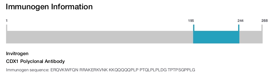 CDX1 Polyclonal Antibody