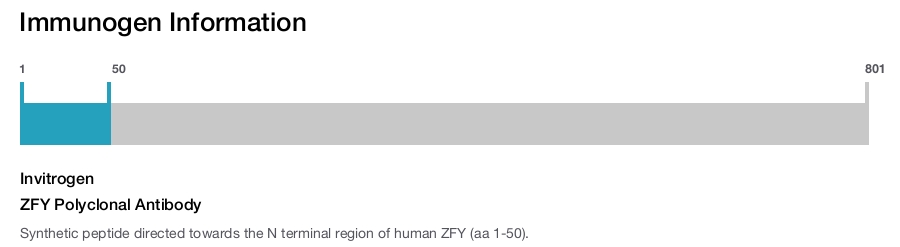 ZFY Polyclonal Antibody