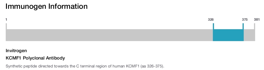 KCMF1 Polyclonal Antibody