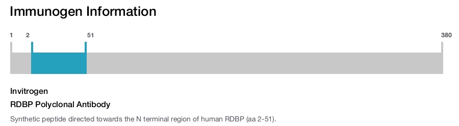 RDBP Polyclonal Antibody