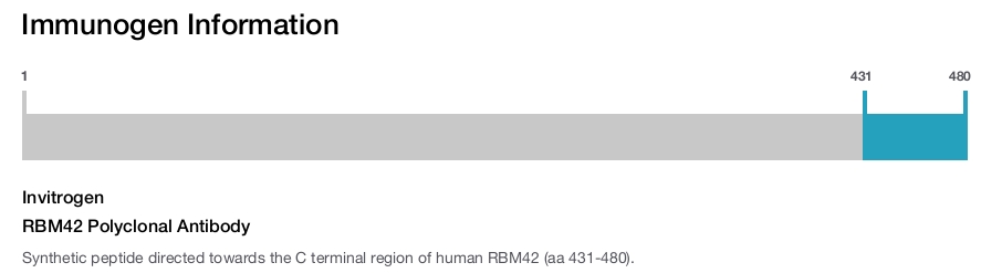 RBM42 Polyclonal Antibody