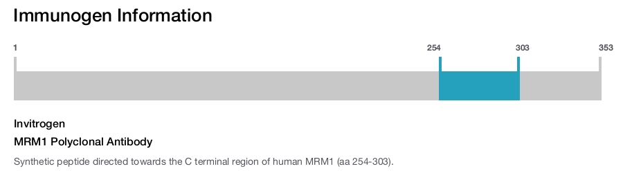 MRM1 Polyclonal Antibody