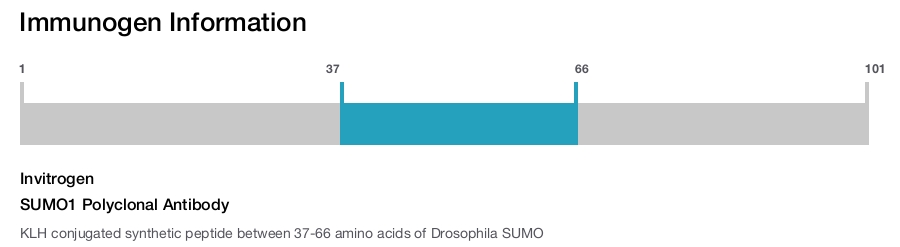 SUMO1 Polyclonal Antibody