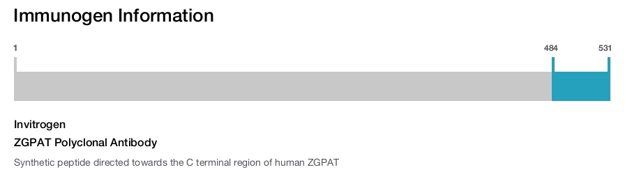 ZGPAT Polyclonal Antibody