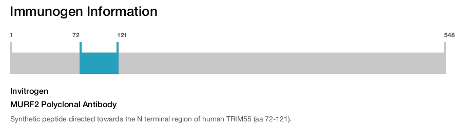 MURF2 Polyclonal Antibody