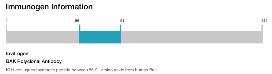 BAK Polyclonal Antibody