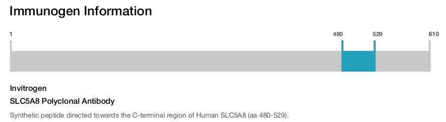 SLC5A8 Polyclonal Antibody