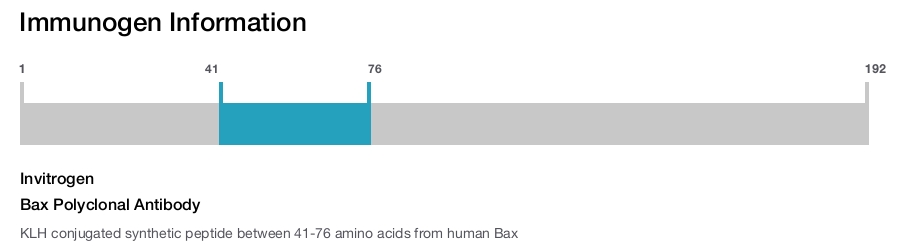 Bax Polyclonal Antibody