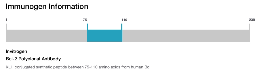 Bcl-2 Polyclonal Antibody