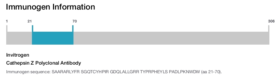Cathepsin Z Polyclonal Antibody