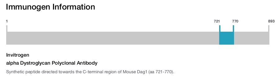 alpha Dystroglycan Polyclonal Antibody
