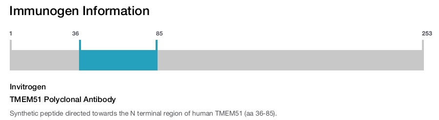 TMEM51 Polyclonal Antibody