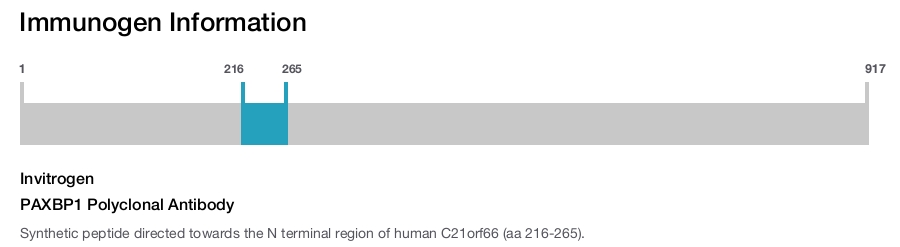 PAXBP1 Polyclonal Antibody