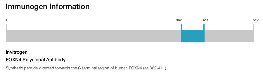 FOXN4 Polyclonal Antibody