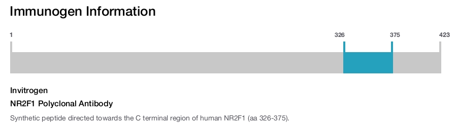 NR2F1 Polyclonal Antibody