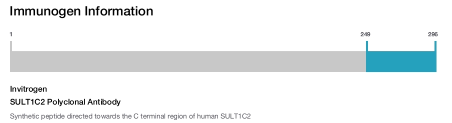 SULT1C2 Polyclonal Antibody