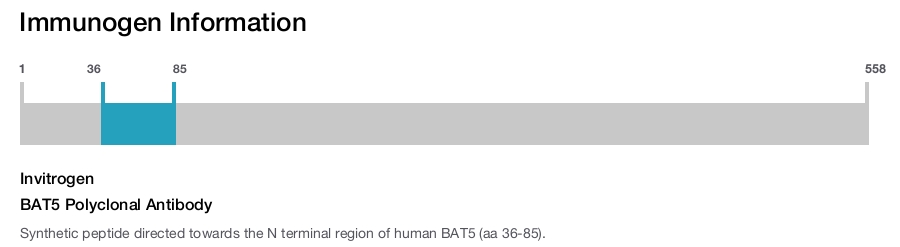 BAT5 Polyclonal Antibody