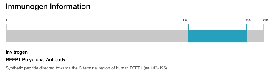 REEP1 Polyclonal Antibody