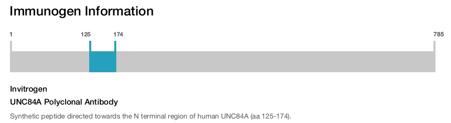 UNC84A Polyclonal Antibody