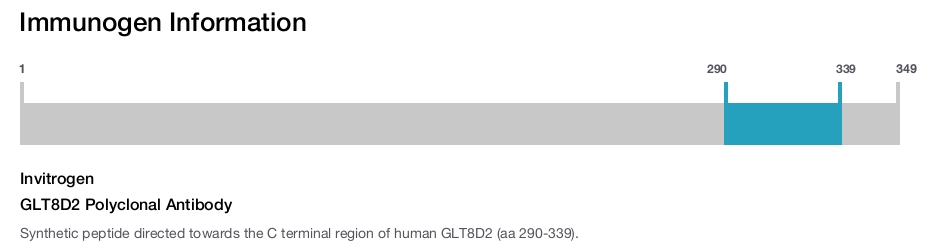 GLT8D2 Polyclonal Antibody