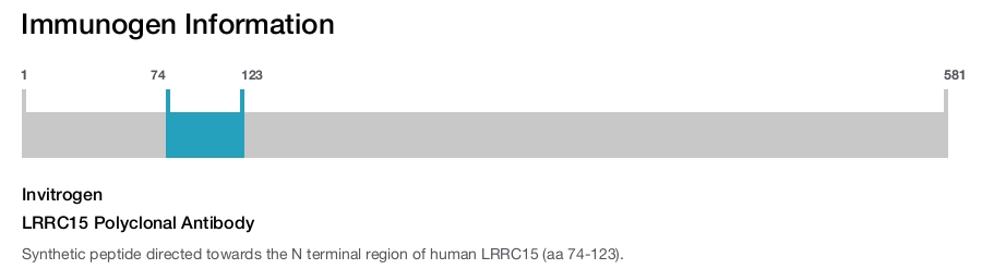 LRRC15 Polyclonal Antibody