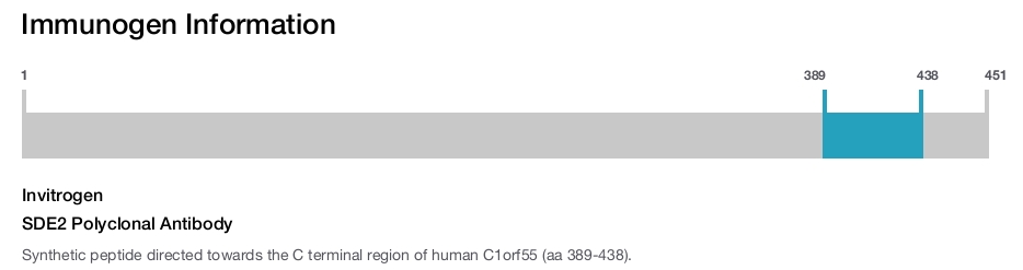 SDE2 Polyclonal Antibody