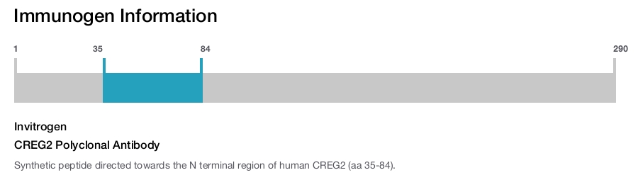CREG2 Polyclonal Antibody
