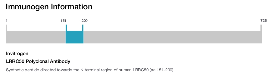 LRRC50 Polyclonal Antibody