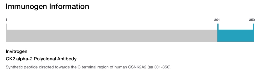 CK2 alpha-2 Polyclonal Antibody