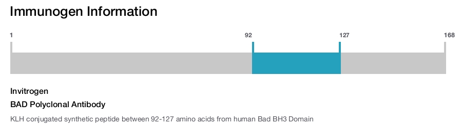 BAD Polyclonal Antibody
