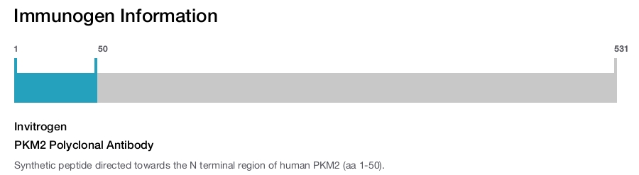 PKM2 Polyclonal Antibody