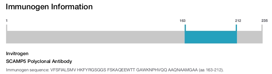 SCAMP5 Polyclonal Antibody