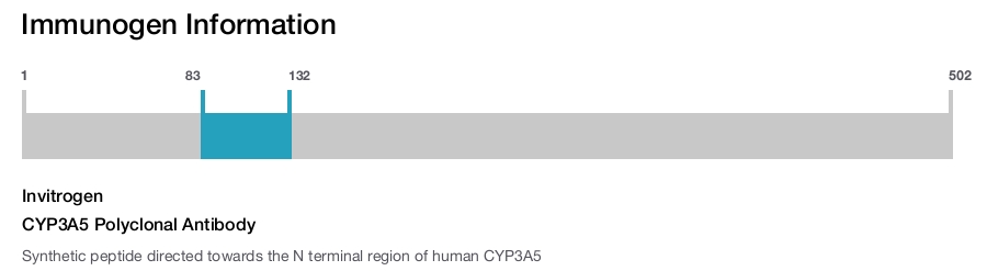 CYP3A5 Polyclonal Antibody