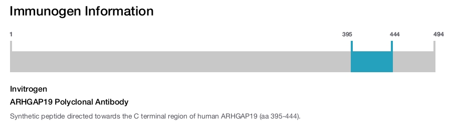 ARHGAP19 Polyclonal Antibody