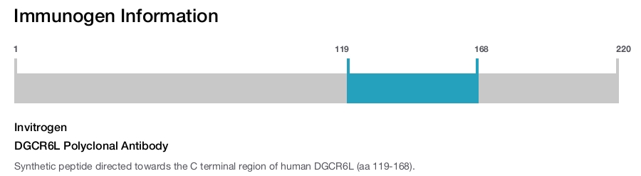 DGCR6L Polyclonal Antibody