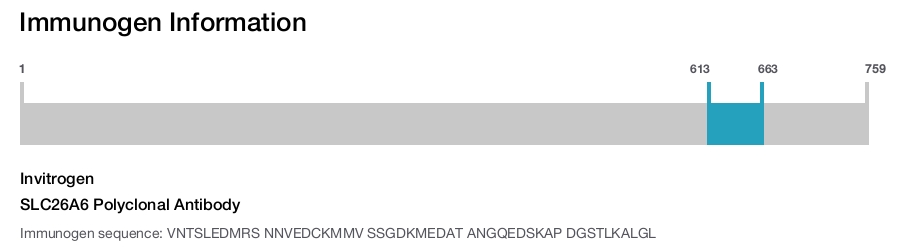 SLC26A6 Polyclonal Antibody