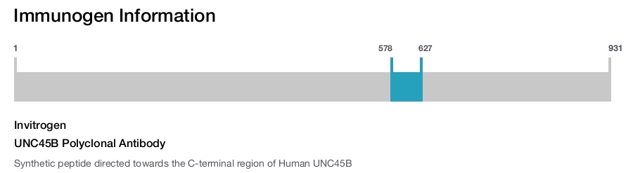 UNC45B Polyclonal Antibody