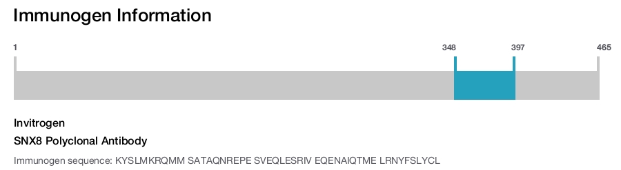 SNX8 Polyclonal Antibody